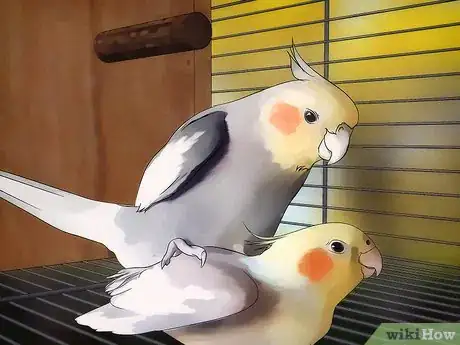 Imagen titulada Breed Cockatiels Step 10