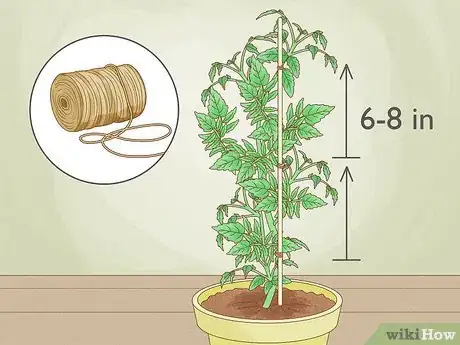 Imagen titulada Grow Tomatoes Indoors Step 9