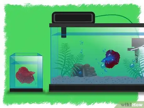 Imagen titulada Breed Betta Fish Step 12