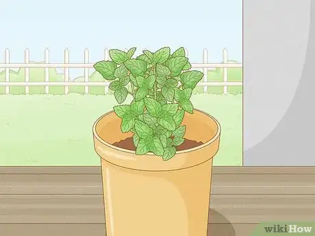 Imagen titulada Grow Mint in a Pot Step 22