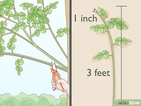 Imagen titulada Grow a Moringa Tree Step 2