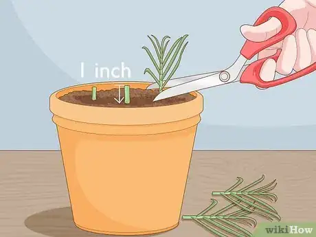 Imagen titulada Grow Garlic Indoors in a Pot Step 15