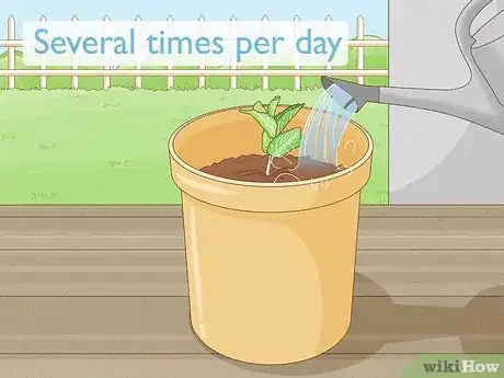 Imagen titulada Grow Mint in a Pot Step 20