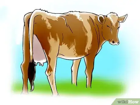 Imagen titulada Artificially Inseminate Cows and Heifers Step 2