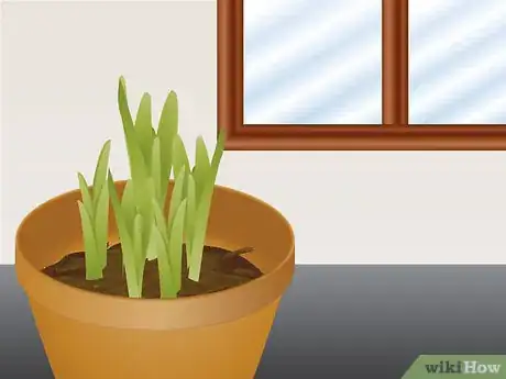 Imagen titulada Grow Daffodils Indoors Step 11