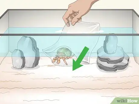 Imagen titulada Care for a Marine Hermit Crab Step 5