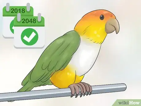 Imagen titulada Know if a Caique Parrot Is Right for You Step 6