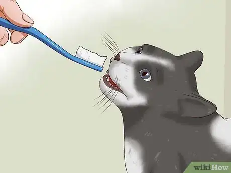 Imagen titulada Clean a Cat's Teeth Step 5