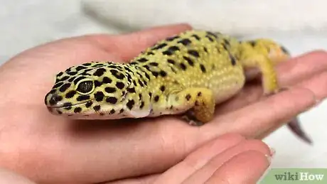 Imagen titulada Have Fun With Your Leopard Gecko Step 8