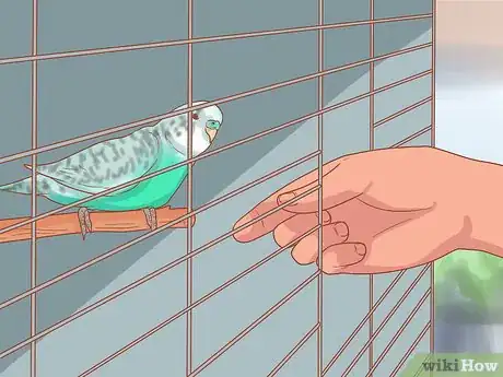 Imagen titulada Teach Your Parakeet to Love You Step 4