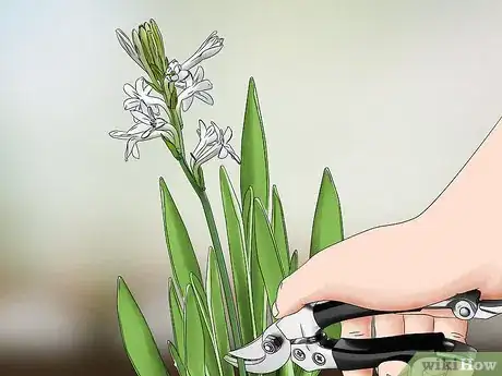 Imagen titulada Grow Tuberose Step 9