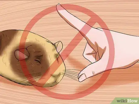 Imagen titulada Get Your Guinea Pig to Stop Biting You Step 11