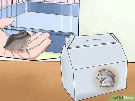 Imagen titulada Choose a Hamster Step 10