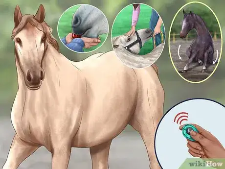 Imagen titulada Teach Your Horse to Lie Down Step 16