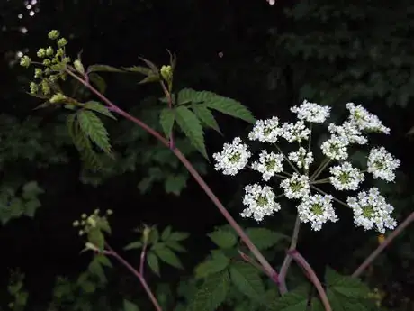 Imagen titulada Cicuta maculata, Huntley Meadows, 6_28_14