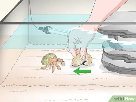 Imagen titulada Care for a Marine Hermit Crab Step 11