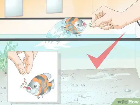 Imagen titulada Train Your Fish to Do Tricks Step 14