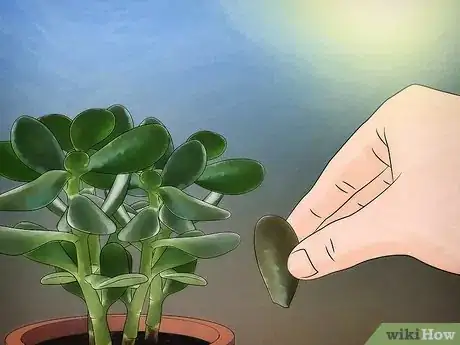 Imagen titulada Grow a Jade Plant Step 9