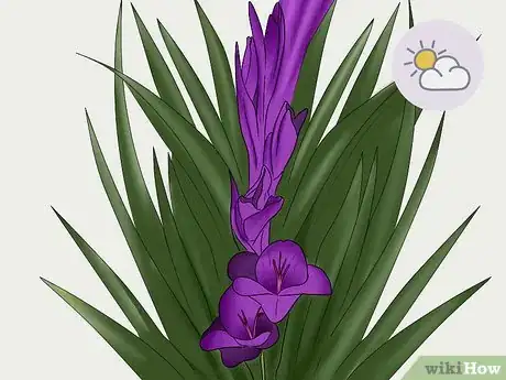 Imagen titulada Cut Gladiolus Step 1