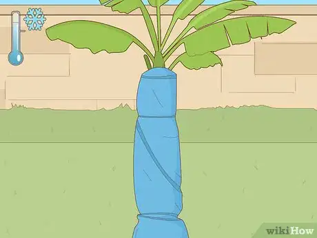 Imagen titulada Grow Banana Plants Step 17