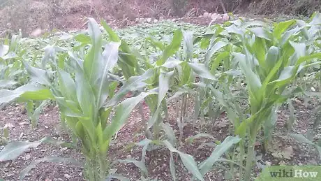 Imagen titulada Dry Corn Cobs Step 10