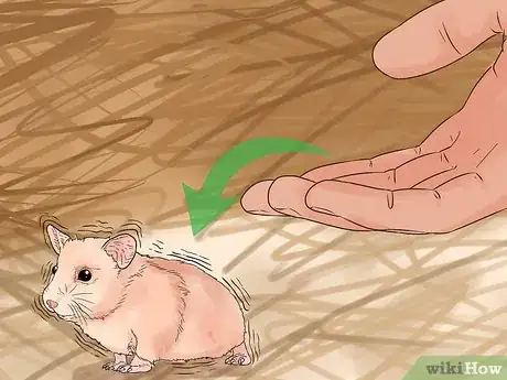 Imagen titulada Avoid Scaring Your Hamster Step 8