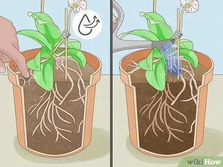 Imagen titulada Save an Orchid from Root Rot Step 12