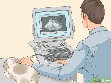 Imagen titulada Know if Your Rabbit is Pregnant Step 4