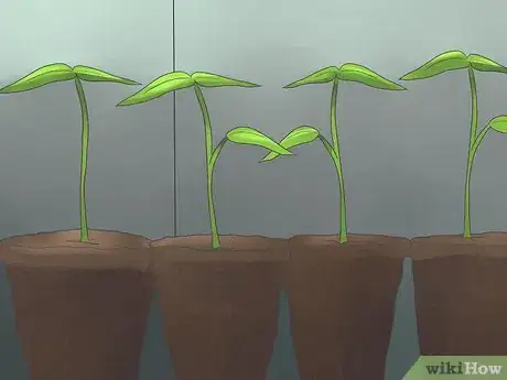 Imagen titulada Grow Bell Peppers Step 6