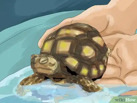 Imagen titulada Care for a Tortoise Step 17