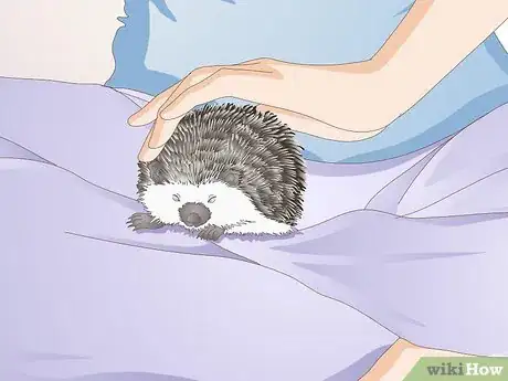 Imagen titulada Bond With Your Hedgehog Step 12