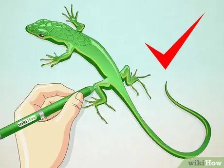 Imagen titulada Draw a Lizard Step 17