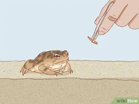 Imagen titulada Keep a Wild Caught Toad As a Pet Step 8