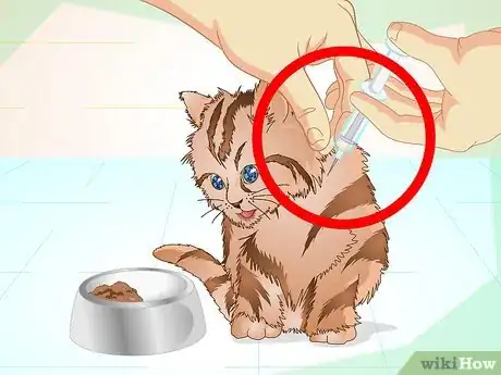 Imagen titulada Get a Sick Kitten to Eat Step 9