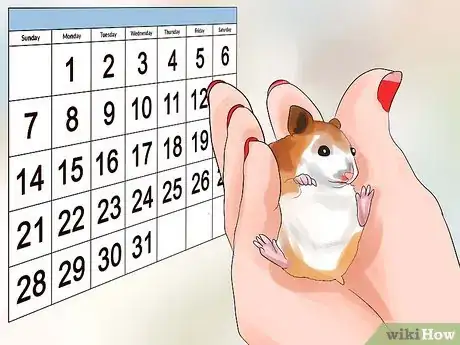 Imagen titulada Treat Your Sick Hamster Step 9