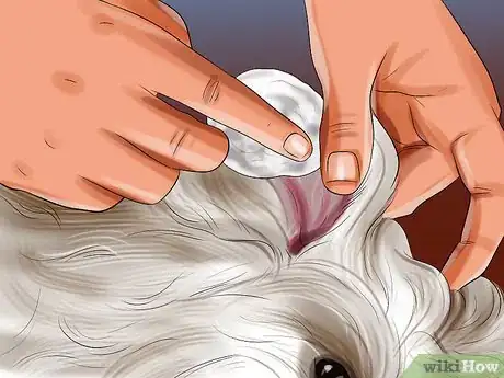 Imagen titulada Groom Maltese Dogs Step 10