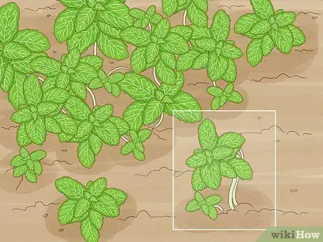 Imagen titulada Grow Mint Indoors Step 3