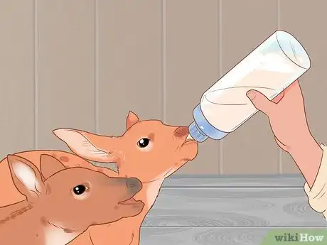 Imagen titulada Bottle Feed an Orphaned Fawn Step 14