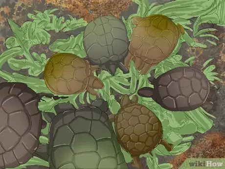 Imagen titulada Breed Turtles Step 6