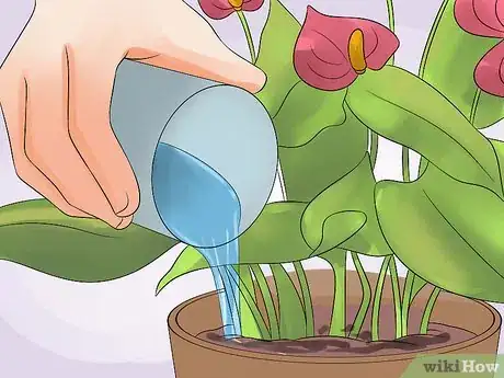 Imagen titulada Grow Anthurium Plants Step 5