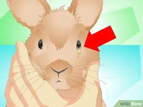 Imagen titulada Determine if Your Rabbit Is Sick Step 9