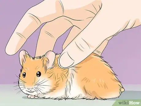 Imagen titulada Prevent and Treat Heat Stress in Hamsters Step 2