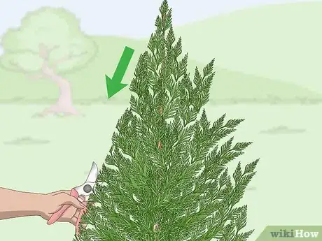 Imagen titulada Prune a Leyland Cypress Step 4