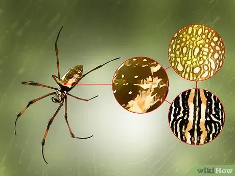 Imagen titulada Identify a Banana Spider Step 3