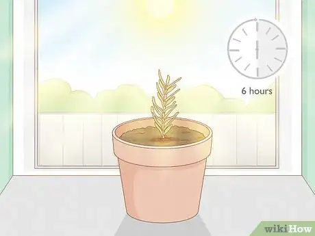 Imagen titulada Grow Rosemary Indoors Step 8