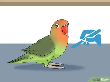 Imagen titulada Determine the Sex of a Lovebird Step 3