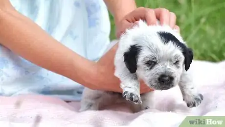 Imagen titulada Bathe a Newborn Puppy Step 12