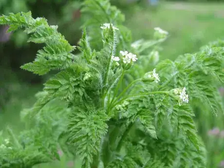 Imagen titulada Anthriscus sylvestris