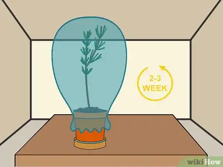 Imagen titulada Grow Cuttings from Established Plants Step 11