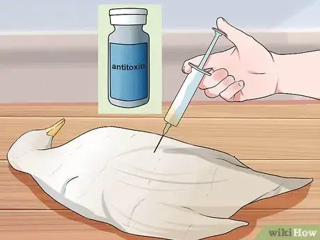 Imagen titulada Treat Botulism in a Duck Step 4